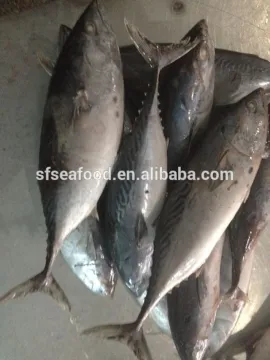 Frozen Bonito Tuna Fish