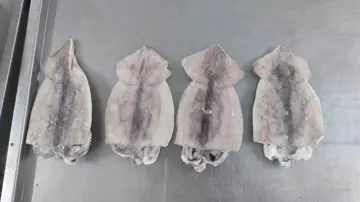 Frozen Squid Products Whole squid