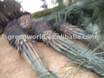 butia capitata trunk height 1.5m palm