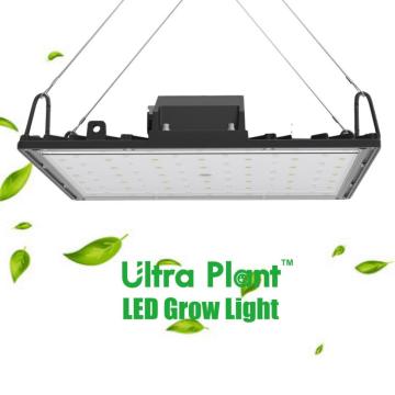 Lampe horticole à panneau LED à spectre complet 600W