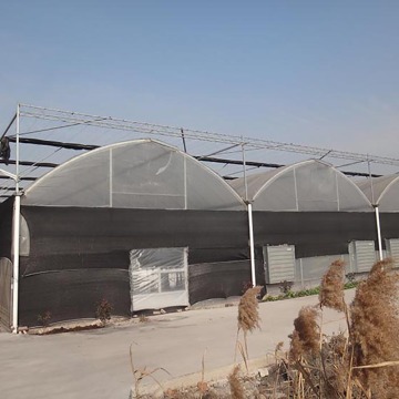 Large Plastic Film Multi Span Greenhouse