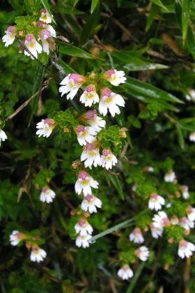 Eyebright Extract