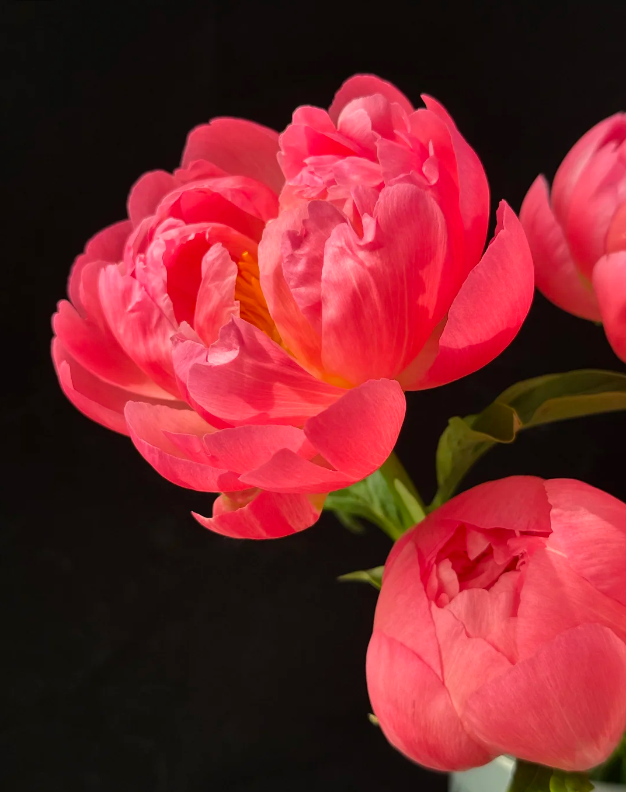 Paeonia Lactiflora Coral Sunset