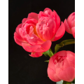 Paeonia Lactiflora প্রবাল সূর্যাস্ত