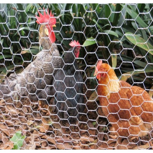 Mesh di pollo/mesh di filo esagonale rivestito in PVC