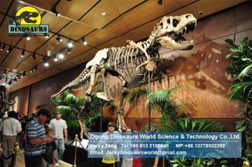 Tyrannosaurus rex Skeleton for Exhibition