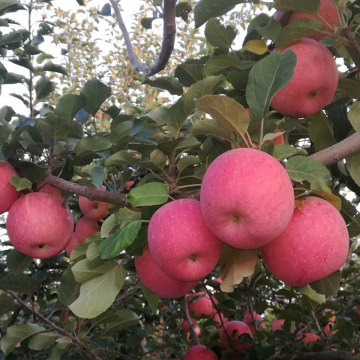 Cuero de la marca delgada selenio rico rojo Fuji