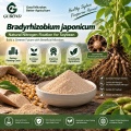 مسحوق بروبيوتيك Bradyrhizobium japonicum للأسمدة الحيوية المثبتة للنيتروجين في فول الصويا