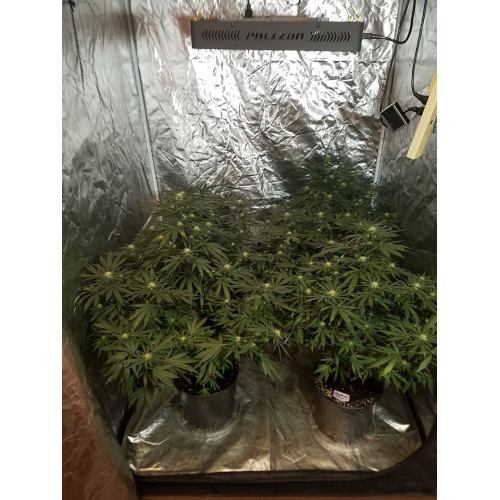 5W Double Chip Medical Plants Led Grow Light