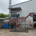 Life Size Dinosaur Skeleton for Sale