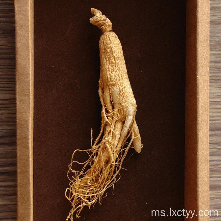 ginseng ekstrak teh kesihatan