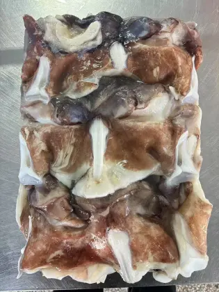 High-Quality Seafood: Peruvian Squid, Frozen Giant Squid Necks, Seafrozen Squid Neck Source