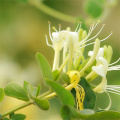 10%chlorogenic acid HPLC Honeysuckle extract