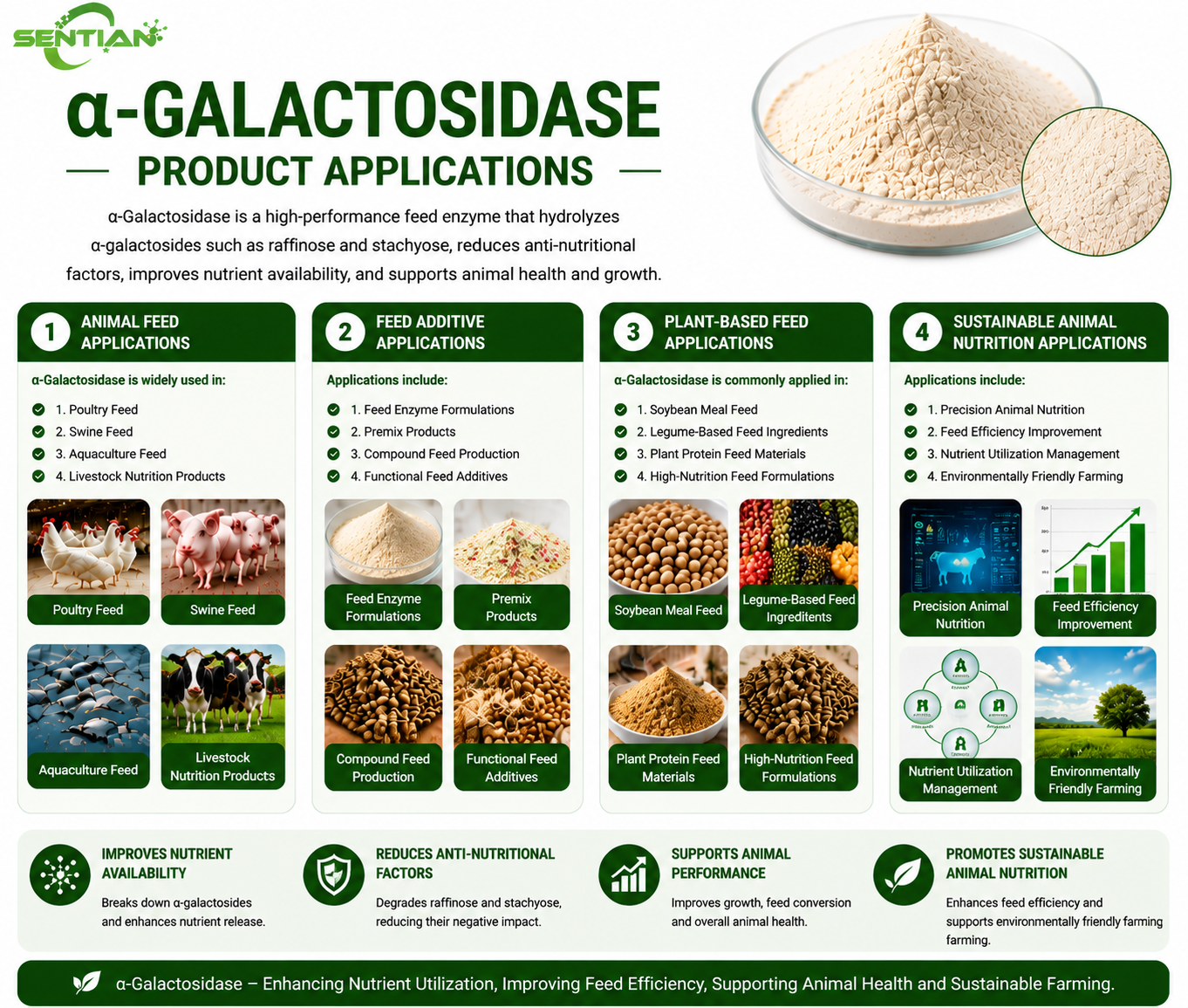 α-Galactosidase（2）