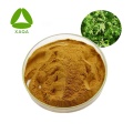 Capillary Wormwood Herb Extract Powder