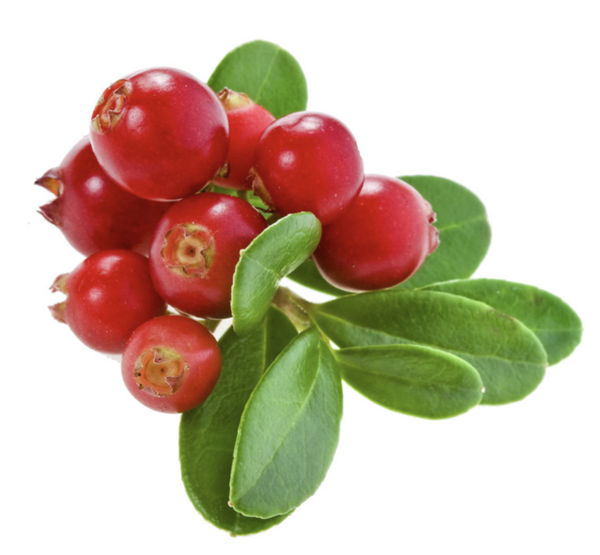 Bilberry Extract Supplier