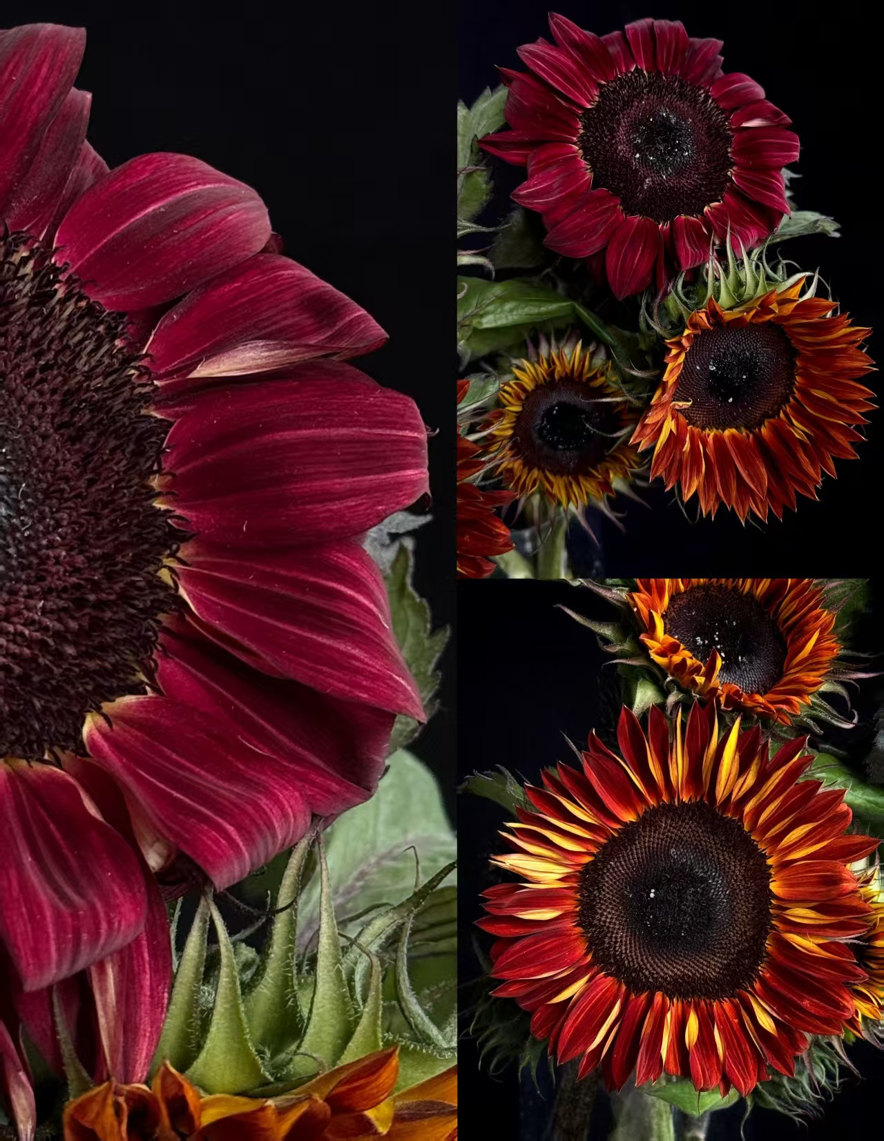 Chocolate sunflower