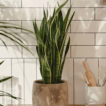 Linwoo Potted Sansevieria Plant - Realistic Home and Hotel Decoration