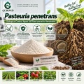 مسحوق الميكروبات Pasteuria penetrans لإدارة الديدان الخيطية البيولوجية