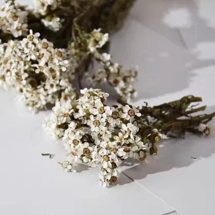 Natural Dried Flowers: White Daisy Flowers for Home Decor