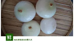 Frozen onion dices /slices/quarters from new crop