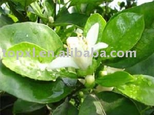 Neroli Flower Oil