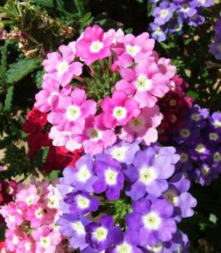 Chinesische schöne Verbena Flower