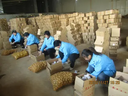 Selected Super Fresh Potato