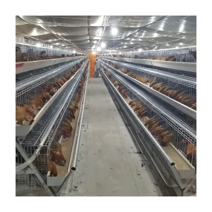 Tbb Brand Automatic Layer Cage Breeding Type A Layer Battery Cage Multi-Functional Chicken Cage