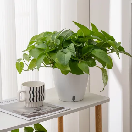 Self-watering Plastic Flower Pot