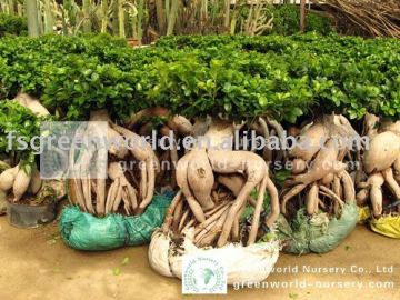 Ficus microcarpa big gingsend