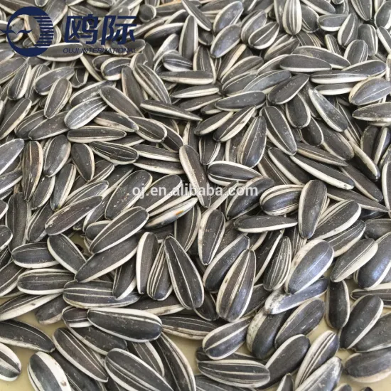 Inner Mongolia raw chinese sunflower seeds