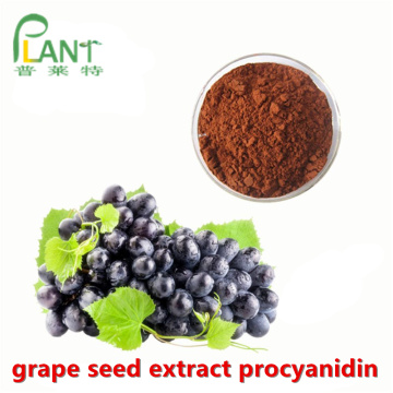 Extracto de semilla de uva natural procianidina b2 en polvo