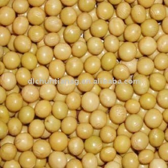 Chinese yellow soybean