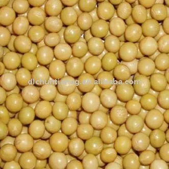 organic sprout soybean