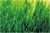 Pretty Charming artificial grass for indoor and outdoor soccer