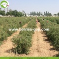 Approvisionnement en usine Prix des fruits Acheter des baies de goji