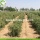 Dostawa fabryczna Cena owocowa Kup jagody Goji