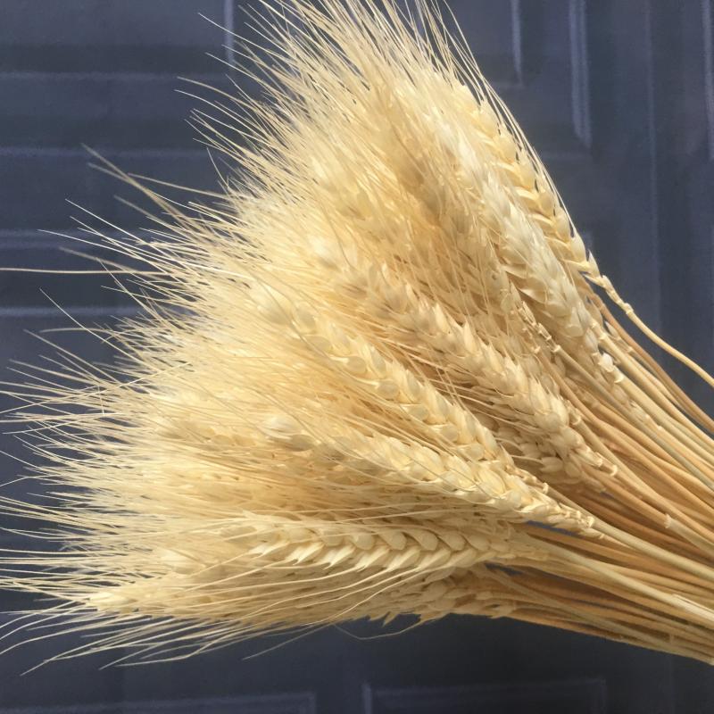 50ps Natural Wheat Ear Wheat Rice Ear Farmhouse Opening Barley Real Dried Flower Bouquet Pastoral Dry Branch Gift Shooting Road