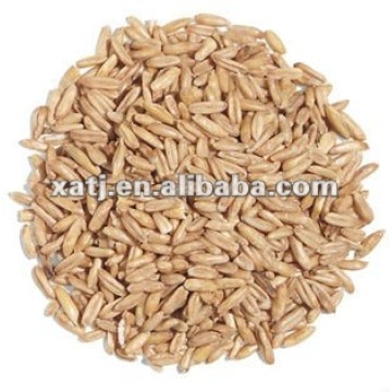 Oats seed extract powder