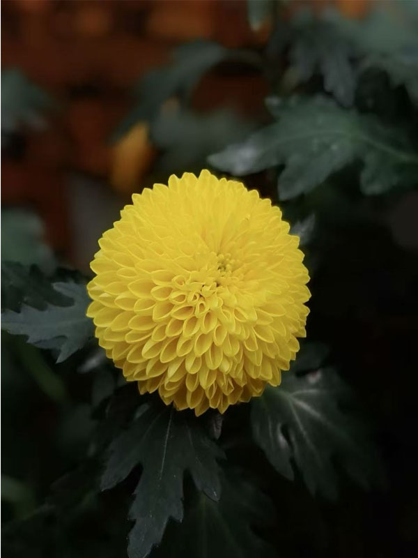 Standard chrysanthmum Ping-Pong yelow3