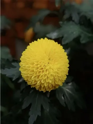 Standard chrysanthemum Ping-Pong yellow