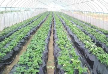 Hot sale multi-span greenhouse plastic film for fruit