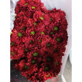 লাল গোলাপ স্প্রে chrysanthemum