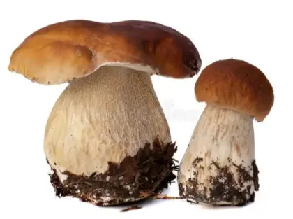 Wild Boletus Mushrooms (Boletus edulis)