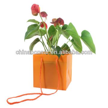 Flower and bonsai Packages