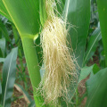 10: 1 соотношение экстракта стигмы кукурузы
