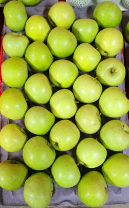 Good Looking Green Apple