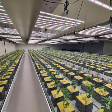 600W LED cresce luz para cultivo de plantas médicas