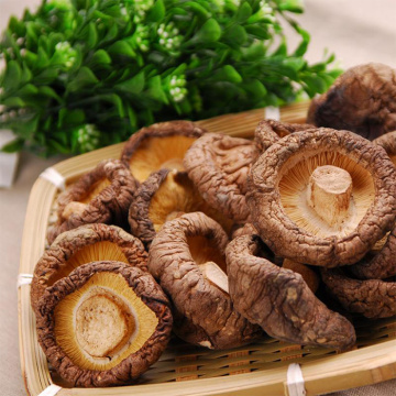 Anticancer Artifact Nourishing Dry Shiitake Mushroom